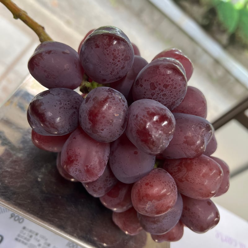 ぶどう☆様 プレミアム】富士の輝 1房 | 山中農園SHOP