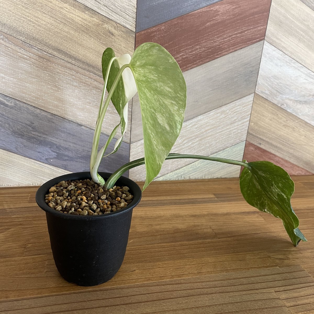 モンステラ タイコン ステレーション ホワイトスノー 斑入りモンステラ | タイコンステレーション - 観葉植物・多肉植物の