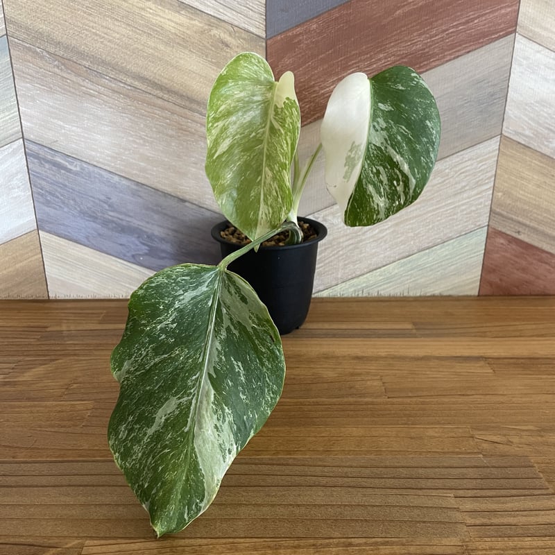 モンステラタイコンステレーション（検）斑入り、ホワイトタイガー