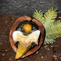 胡桃のお護り【オトドゥス鋭刃】