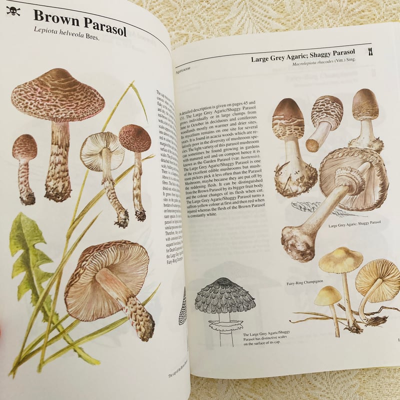 Mushrooms & Toadstools きのこ図鑑 | Lotus Vintage