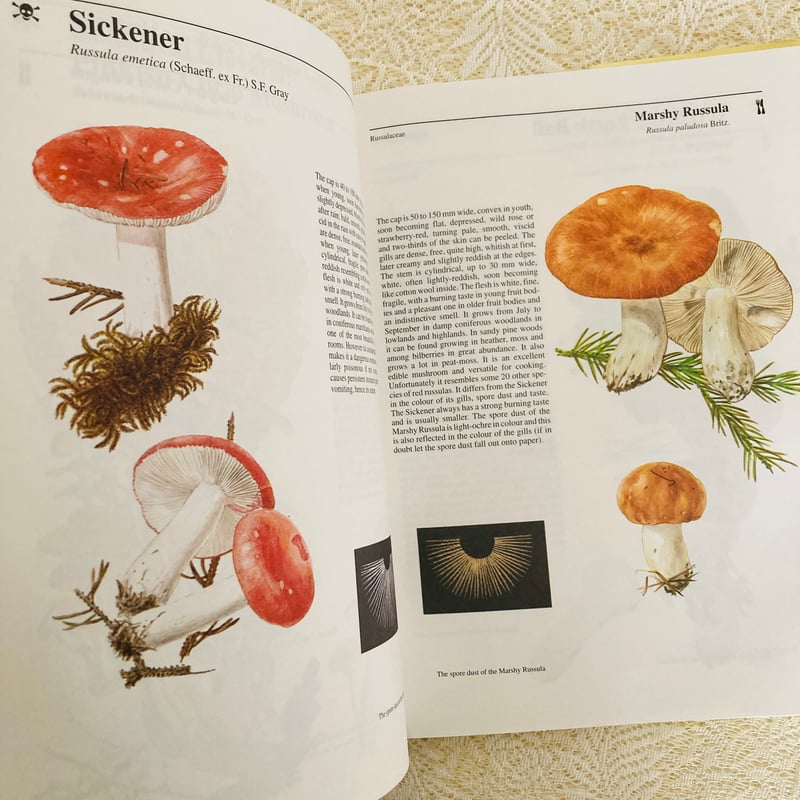 Mushrooms & Toadstools きのこ図鑑 | Lotus Vintage