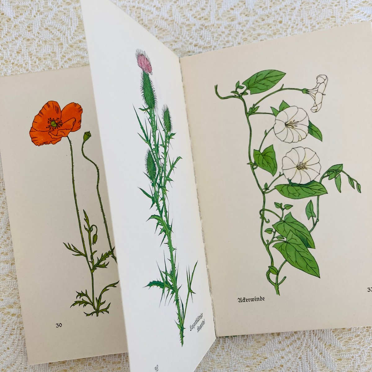 Das kleine Blumenbuch 小さな花の本 (インゼル文庫No. 281) |