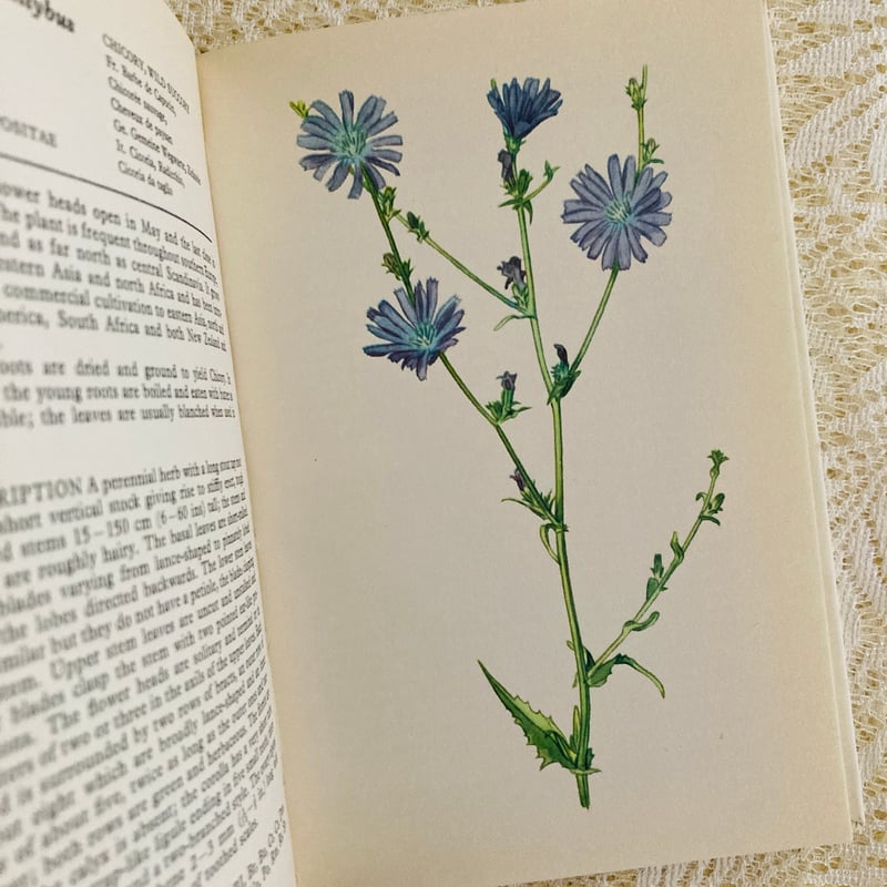 Wild Flowers of Europe | Lotus Vintage