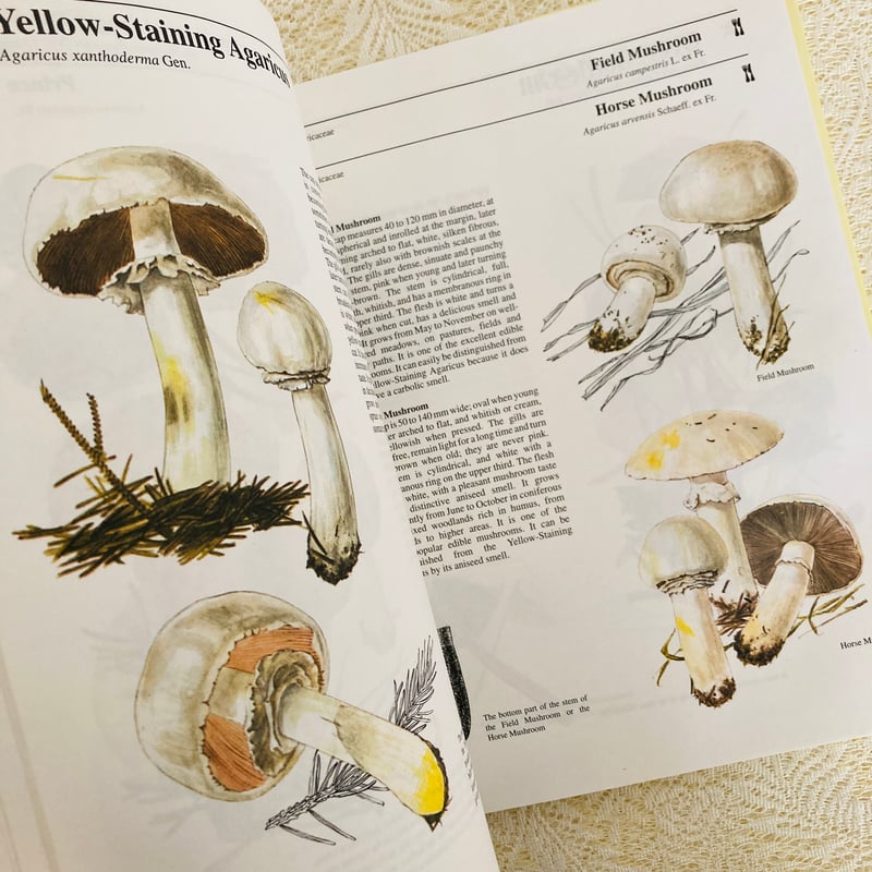 Mushrooms & Toadstools きのこ図鑑 | Lotus Vintage