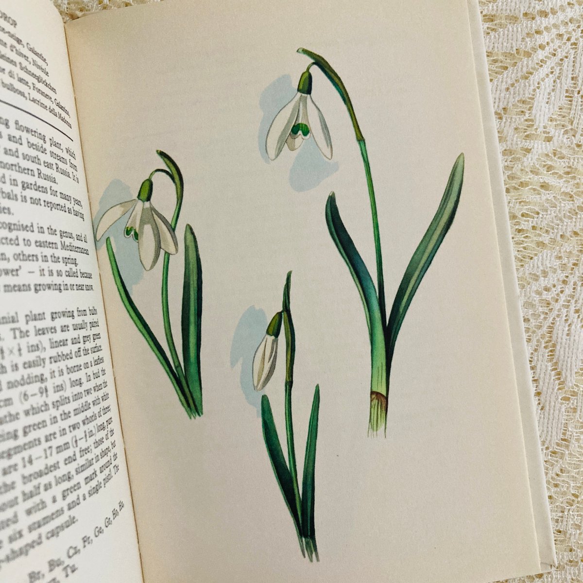 洋書 wild flower 素敵な植物画 The Book of Wild Flowers : Reflections on Favourite Plants