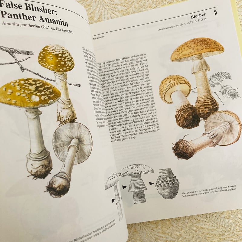 Mushrooms & Toadstools きのこ図鑑 | Lotus Vintage