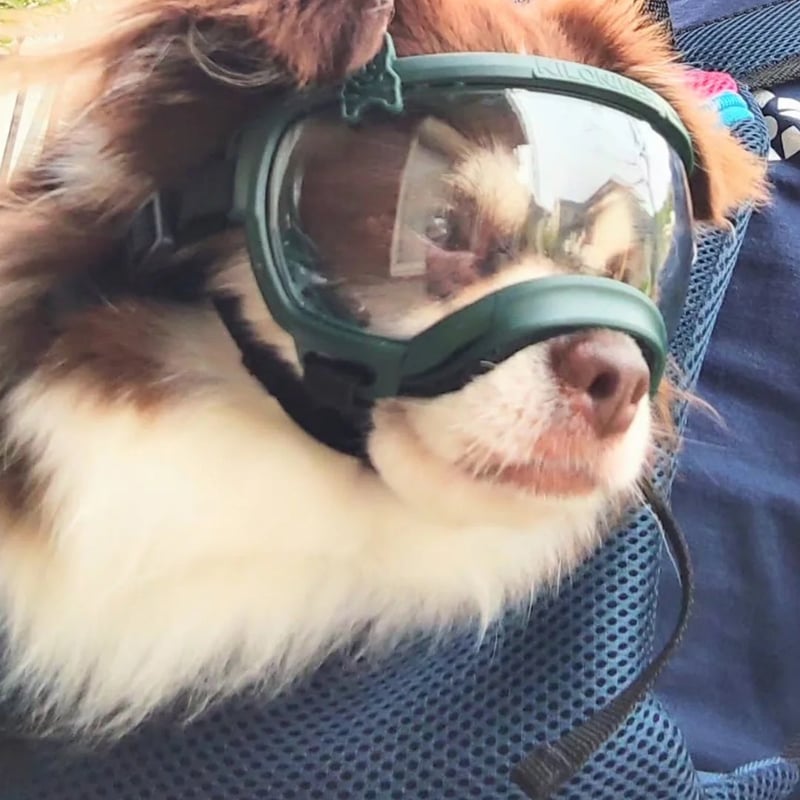 KILONINER(キロナイナー) Signature Goggles 小型犬用ペット用ゴーグ