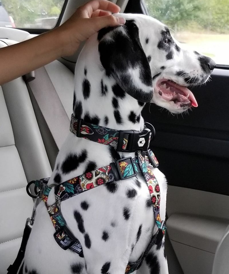 WOLFGANG  LosMuertos ハーネス WOLFGANG LosMuertos HARNESS ロスムエルトス ハーネス | DOGG