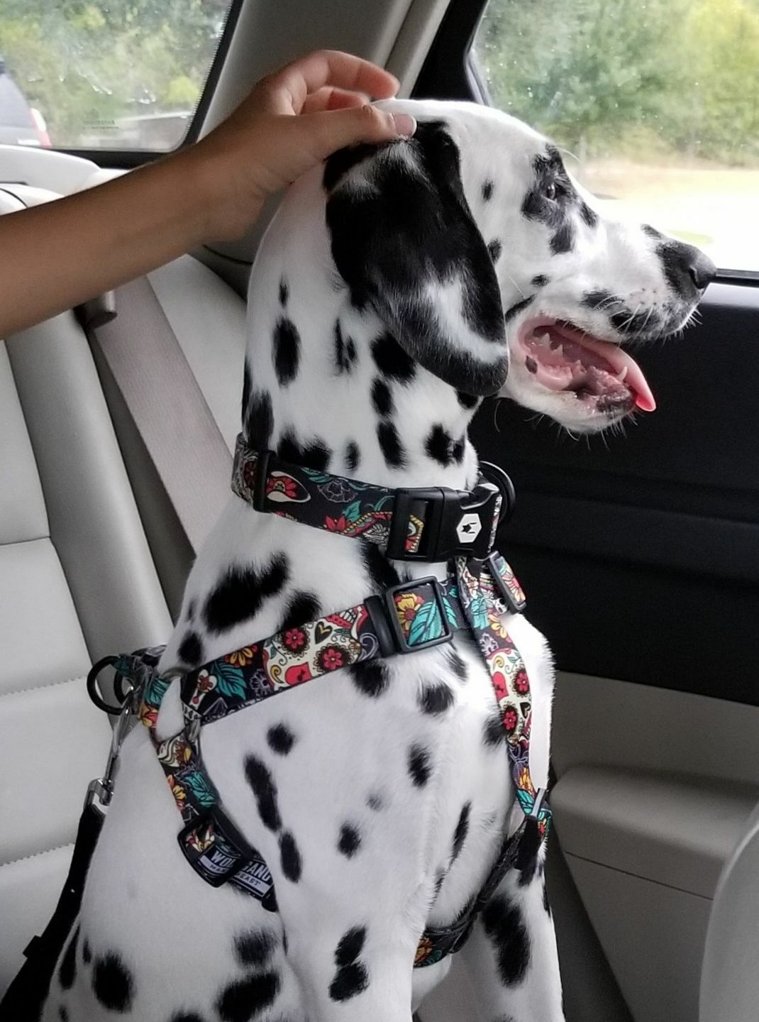 WOLFGANG LosMuertos HARNESS ロスムエルトス ハーネス | DOGG