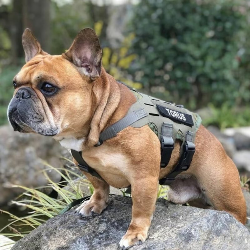 KILONINER（キロナイナー）M4 ハーネス 中型犬 | DOGGYWORKS