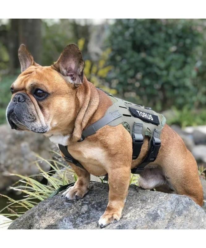 KILONINER（キロナイナー）M4 ハーネス 中型犬 | DOGGYWORKS