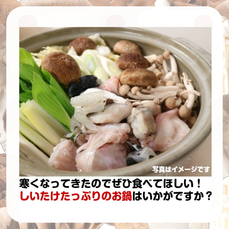 ヤマト イオリきのこコラボグッズ 食の秋！読書の秋！セット | イオリ