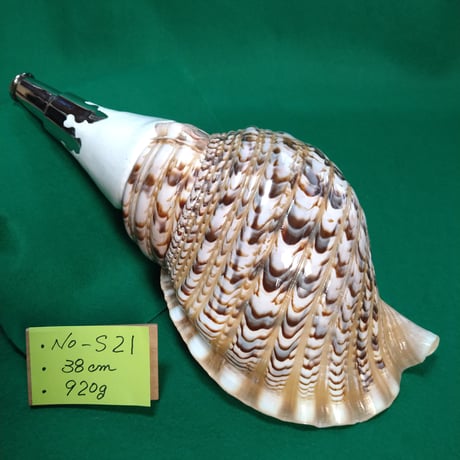 法螺貝　ＮＯ−５２Ｓ ホラ貝、和楽器、和太鼓、修験道 法螺貝 NO−52S ホラ貝、和楽器、和太鼓、修験道 法螺貝 NO