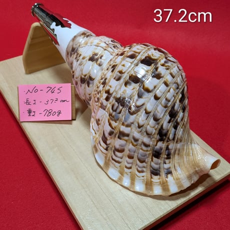 法螺貝ＮＯ−６０ ホラ貝、和楽器、和太鼓、修験道 CATEGORY 法螺貝 | 無双庵