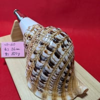 NOー27法螺貝 ホラ貝 和楽器 当山派 | 無双庵