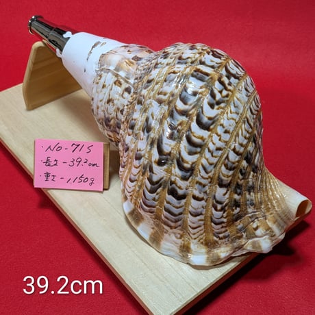 法螺貝　直線38.5cm (元々41.5cm) 法螺貝（サイズ：38.5cm） | 貝のアクセサリー専門店海の宝石蜂屋