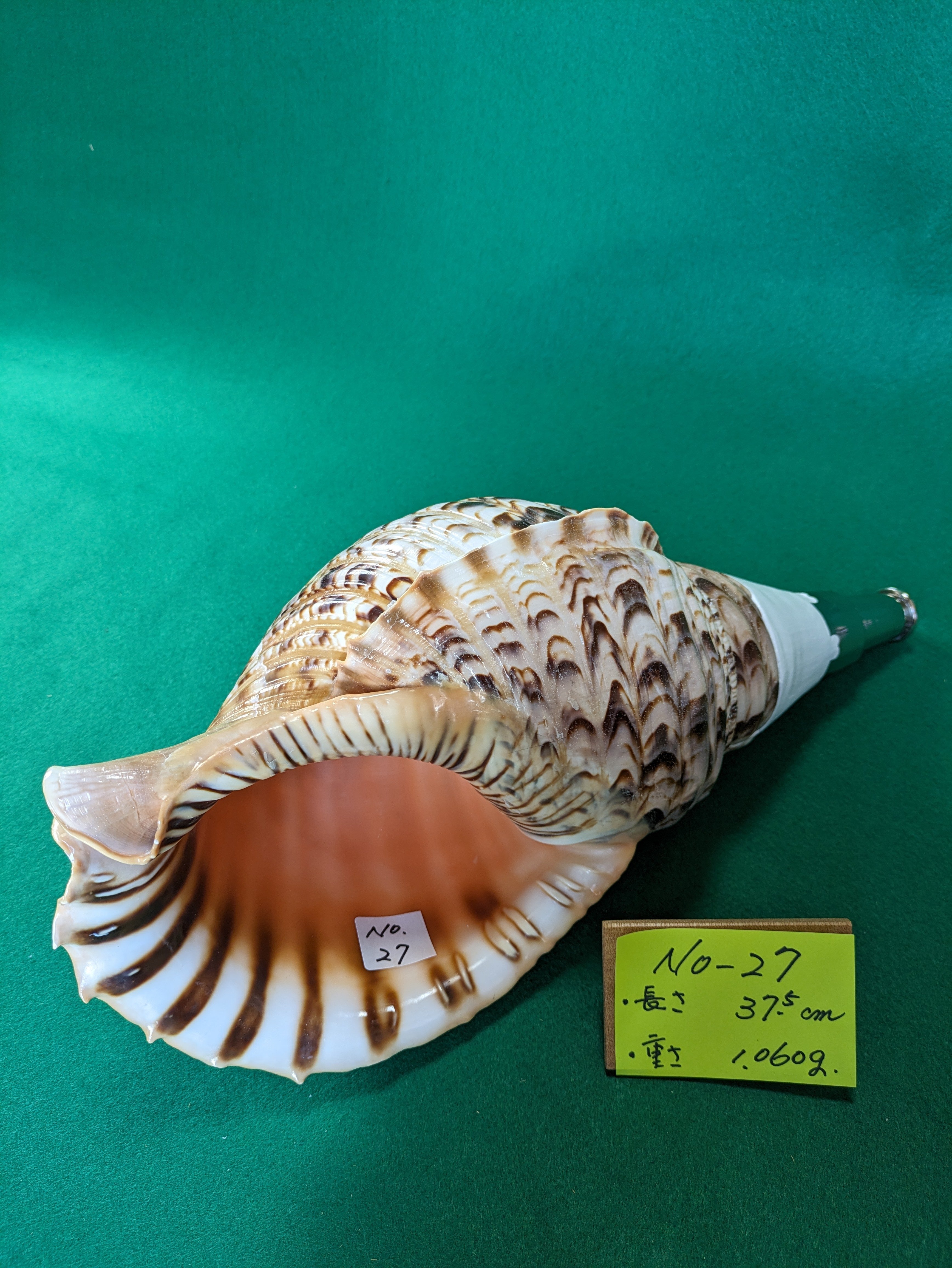 和楽器 貝殻楽器 法螺貝 NOー27法螺貝 ホラ貝 和楽器 当山派 | 無双庵