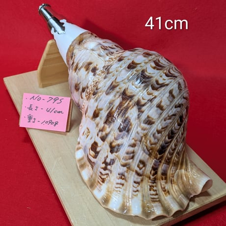 ＮＯ−７９Ｓ法螺貝 #金具入り#ホラ貝#和楽器#和太鼓 #修験道 CATEGORY 法螺貝 | 無双庵