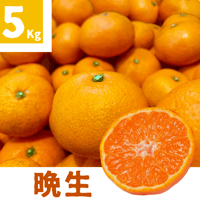 親孝行みかん(晩生)5kg 送料別