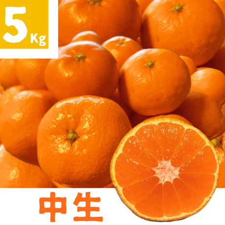 親孝行みかん(中生)5kg 送料別