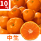 親孝行みかん(中生)10kg 送料別