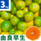 親孝行みかん(由良早生)3kg 送料別