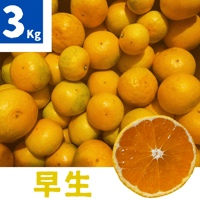 親孝行みかん(早生)3kg 送料別