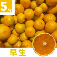 親孝行みかん(早生)5kg 送料別