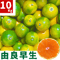 親孝行みかん(由良早生)10kg 送料別