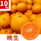 親孝行みかん(晩生)10kg 送料別