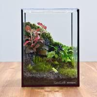 苔の寄せ植え しずく型テラリウム | 苔latte