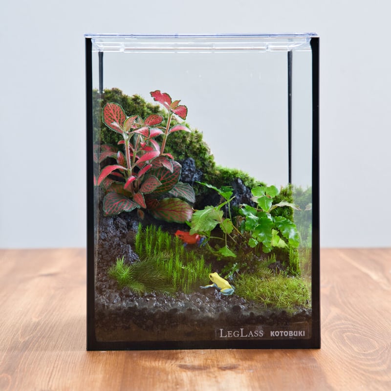 ヤドクガエルが住むパルダリウム風コケテラリウム | 苔latte