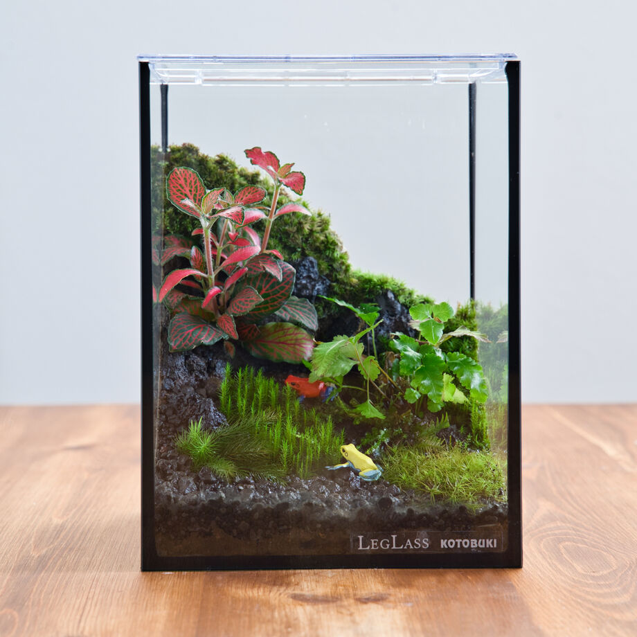 ヤドクガエルが住むパルダリウム風コケテラリウム | 苔latte