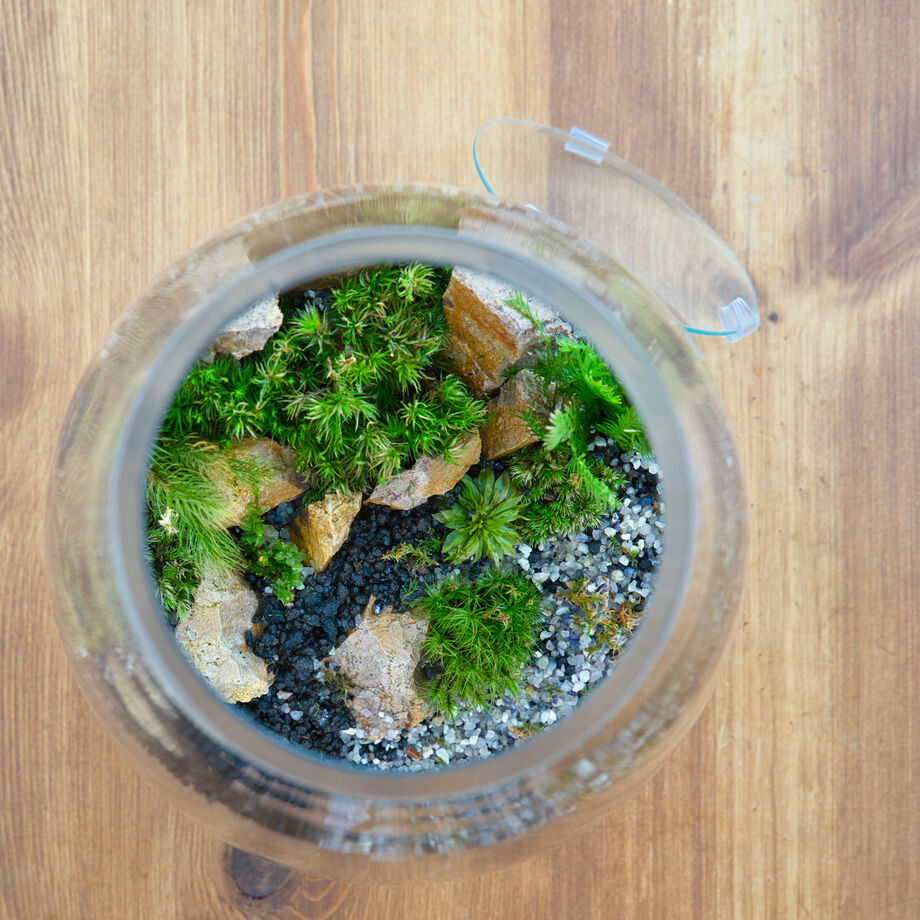 苔の寄せ植え しずく型テラリウム | 苔latte