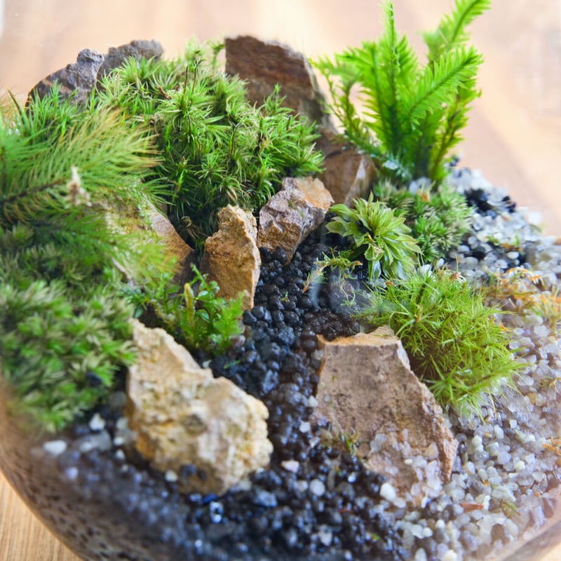 苔の寄せ植え しずく型テラリウム | 苔latte