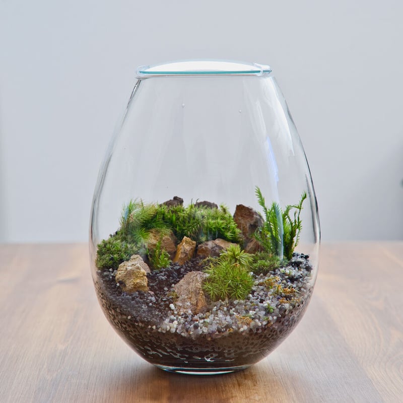 苔の寄せ植え しずく型テラリウム | 苔latte