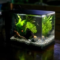 デラックス熱帯魚セット