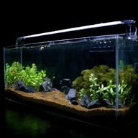 デラックスⅢ熱帯魚セット