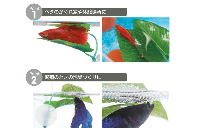 ベタのおやすみリーフ | グッピー園STORE