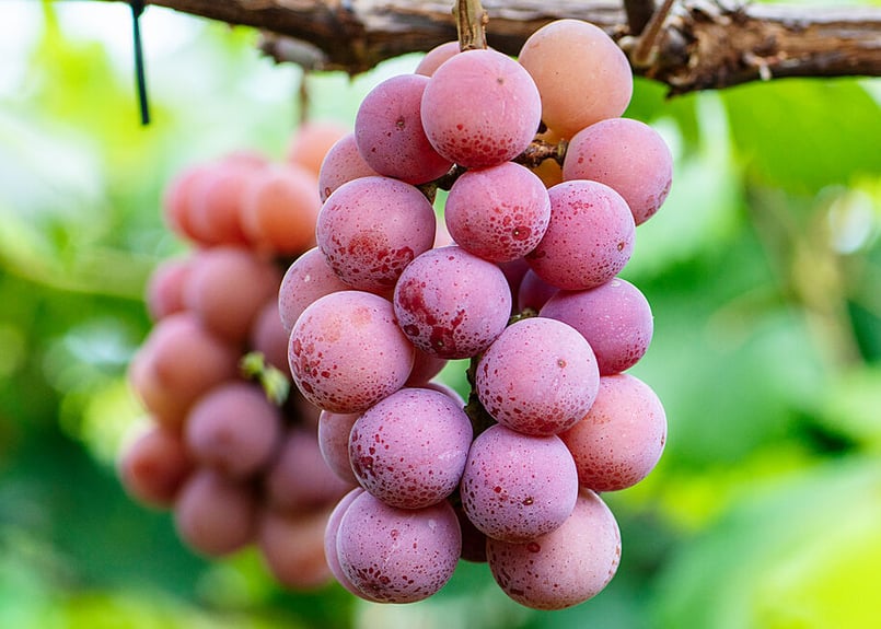 直売限定】白＆赤 切り落とし（約1kg） | 社方園 公式オンライン