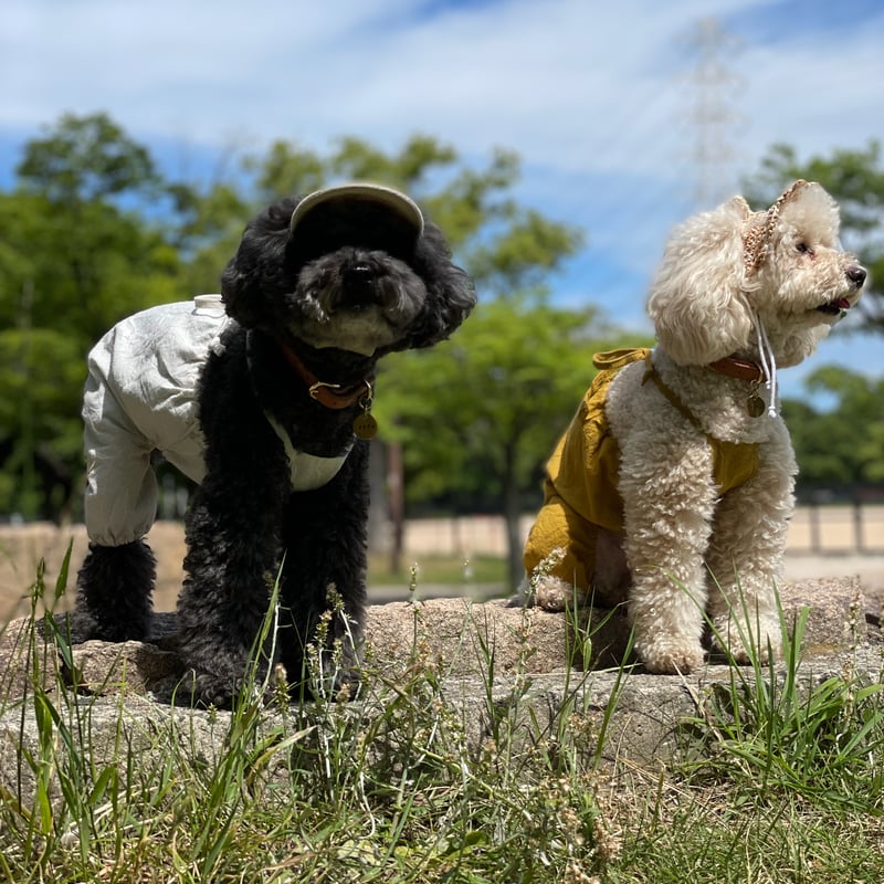 バルーンロンパース マスタード（小型犬） | favori dog clothes shop