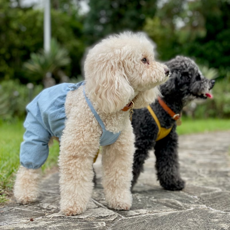 バルーンロンパース ブルー（小型犬） | favori dog clothes shop