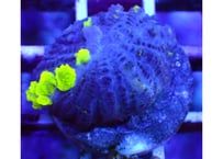 マメスナギンチャク『ボタンポリプ強Green』 | Hale Bopp Corals