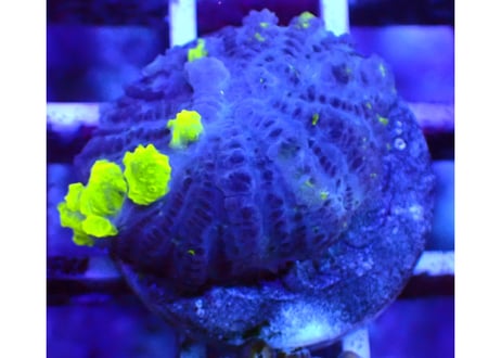 CATEGORY ディスクコーラル | Hale Bopp Corals