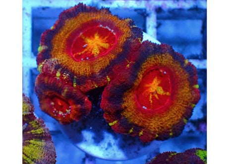 CATEGORY カクオオトゲキクメイシ | Hale Bopp Corals