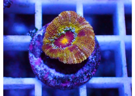 カクオオトゲキクメイシフラグ | Hale Bopp Corals