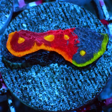 究極のレインボーキッカサンゴ『Ultimate Tricolor Rainbow Chalice』②　サンゴ　LPS Coral