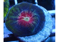 ウスカミサンゴ