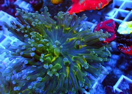 CATEGORY タコアシサンゴ | Hale Bopp Corals